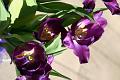 purple twolips 1